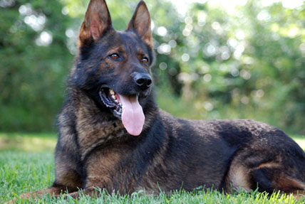 working line german shepherd breeders near me